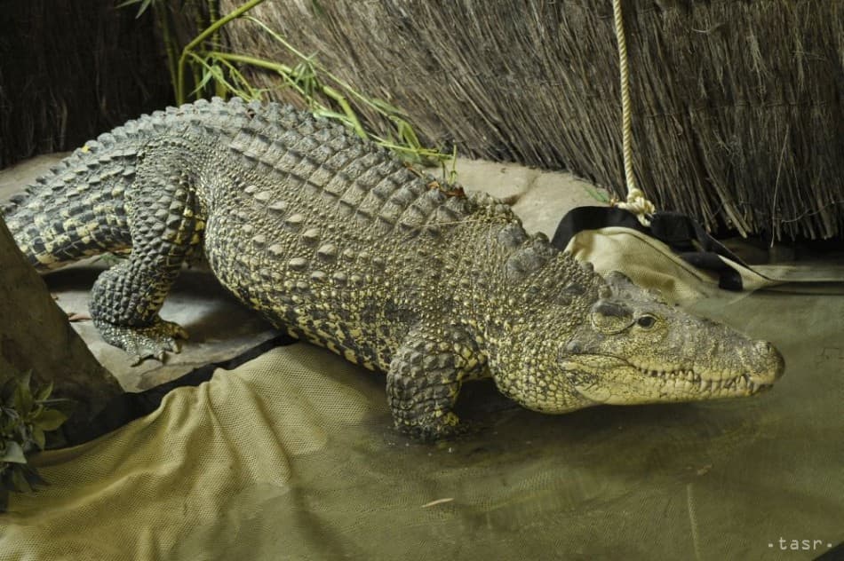 Késsel szállt szembe a hatalmas krokodillal a 60 éves horgász!