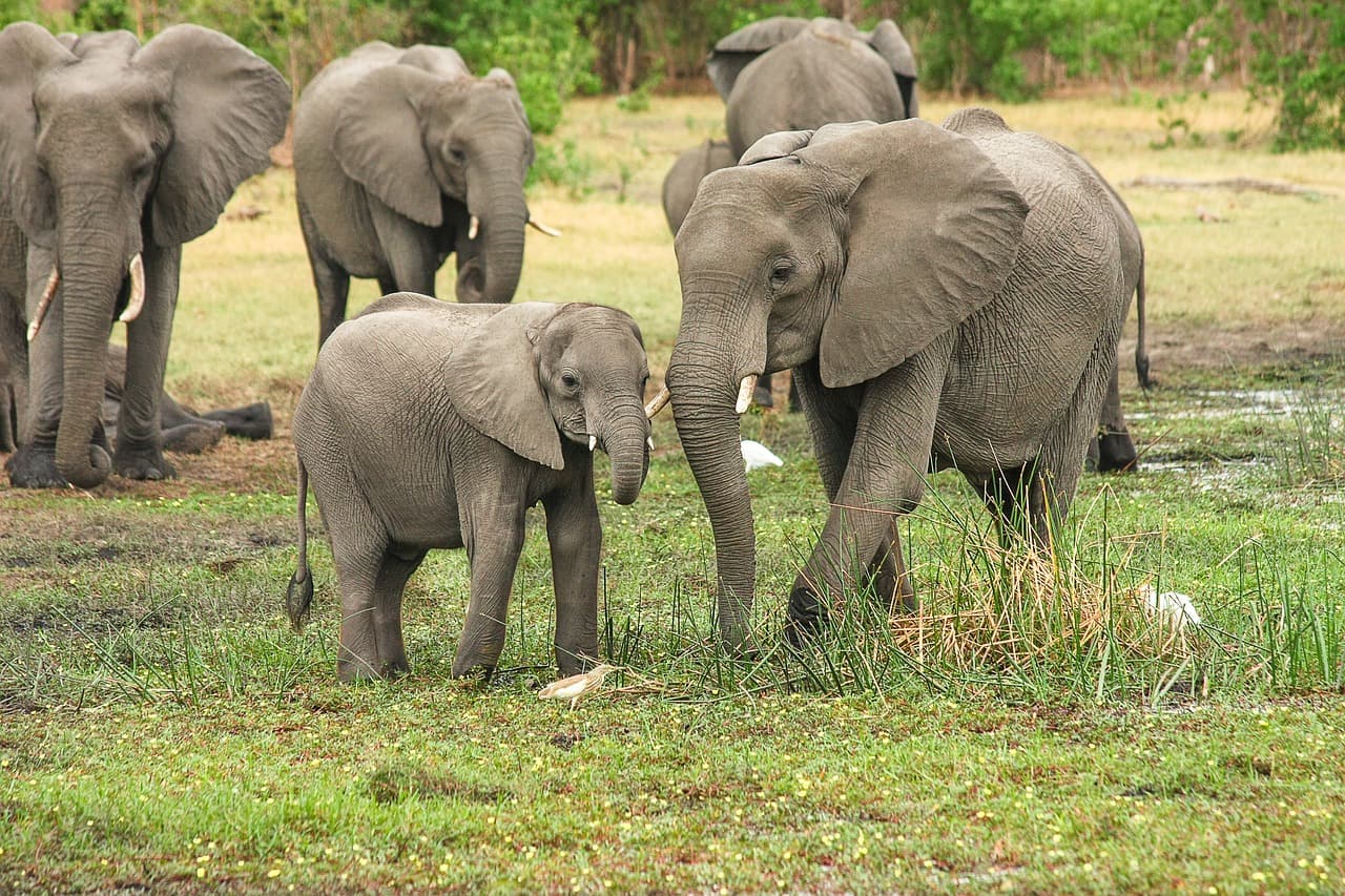 Licitálni lehetett elefántok kilövésére Botswanában