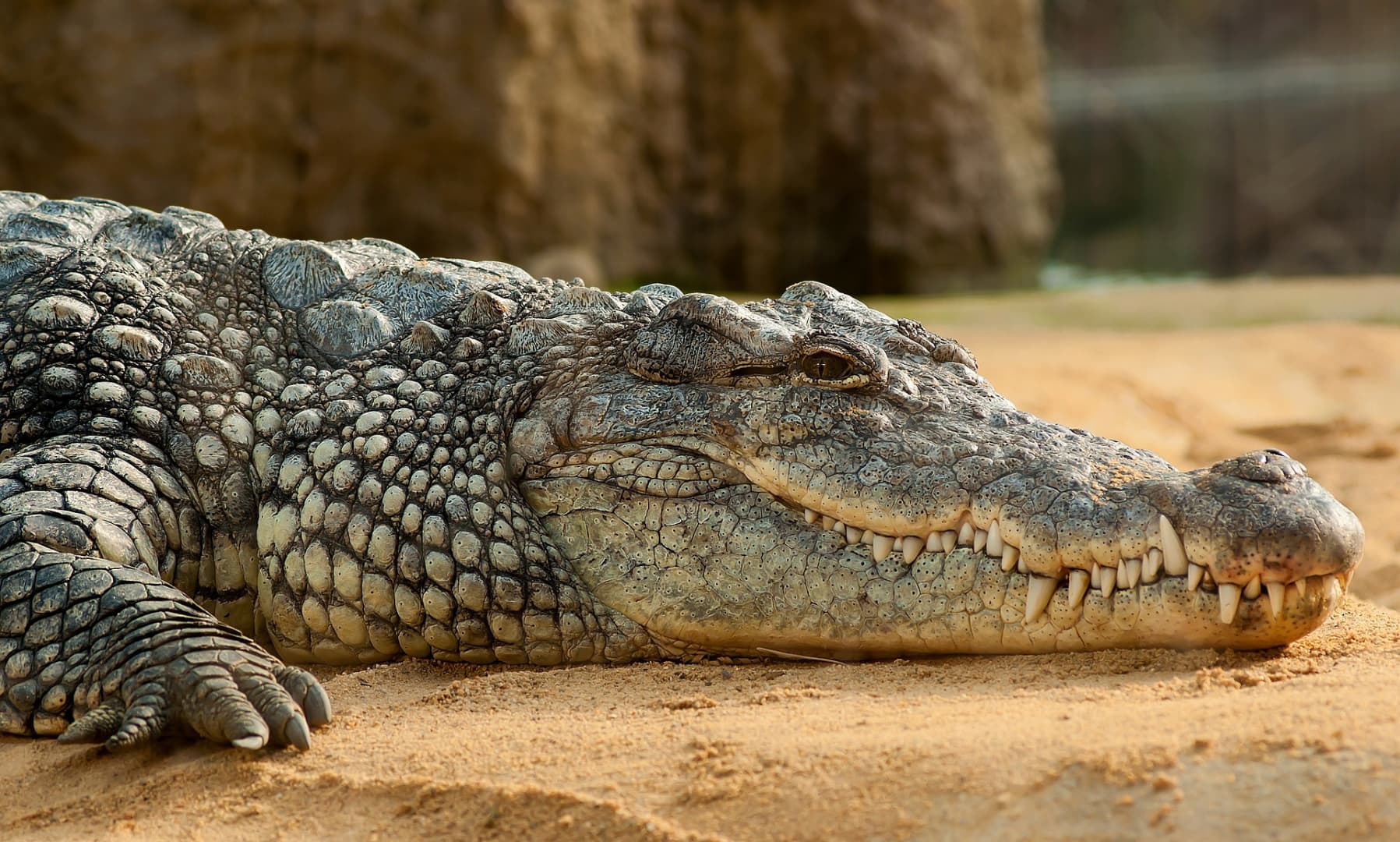SZÖRNYŰ: Krokodil gyomrában találtak rá egy eltűnt horgász maradványaira