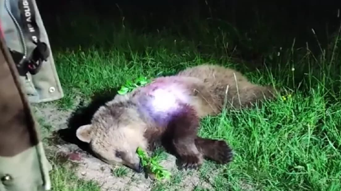 Huliak kilőtte a falujában csatangoló medvét
