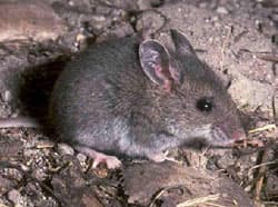 Jelentős izomtömeg-növekedést eredményezett egereknél egy génterápia