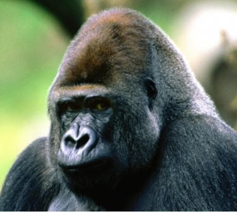 Először született vadonban kölykük fogságban világra jött gorillaszülőknek