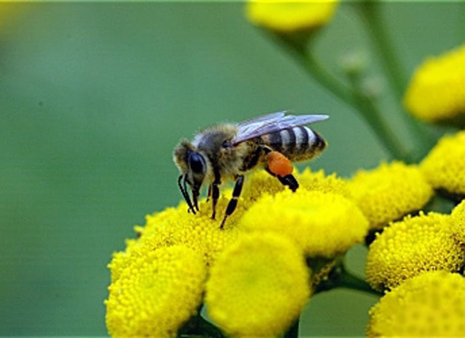 Az ember nikotinfüggőségéhez hasonlóan a méhek rászokhatnak a rovarirtószer ízére