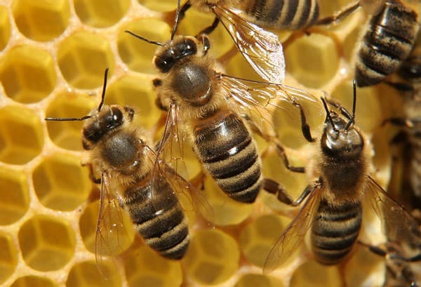 Méhekkel akarják elriasztani a termőföldekről az elefántokat