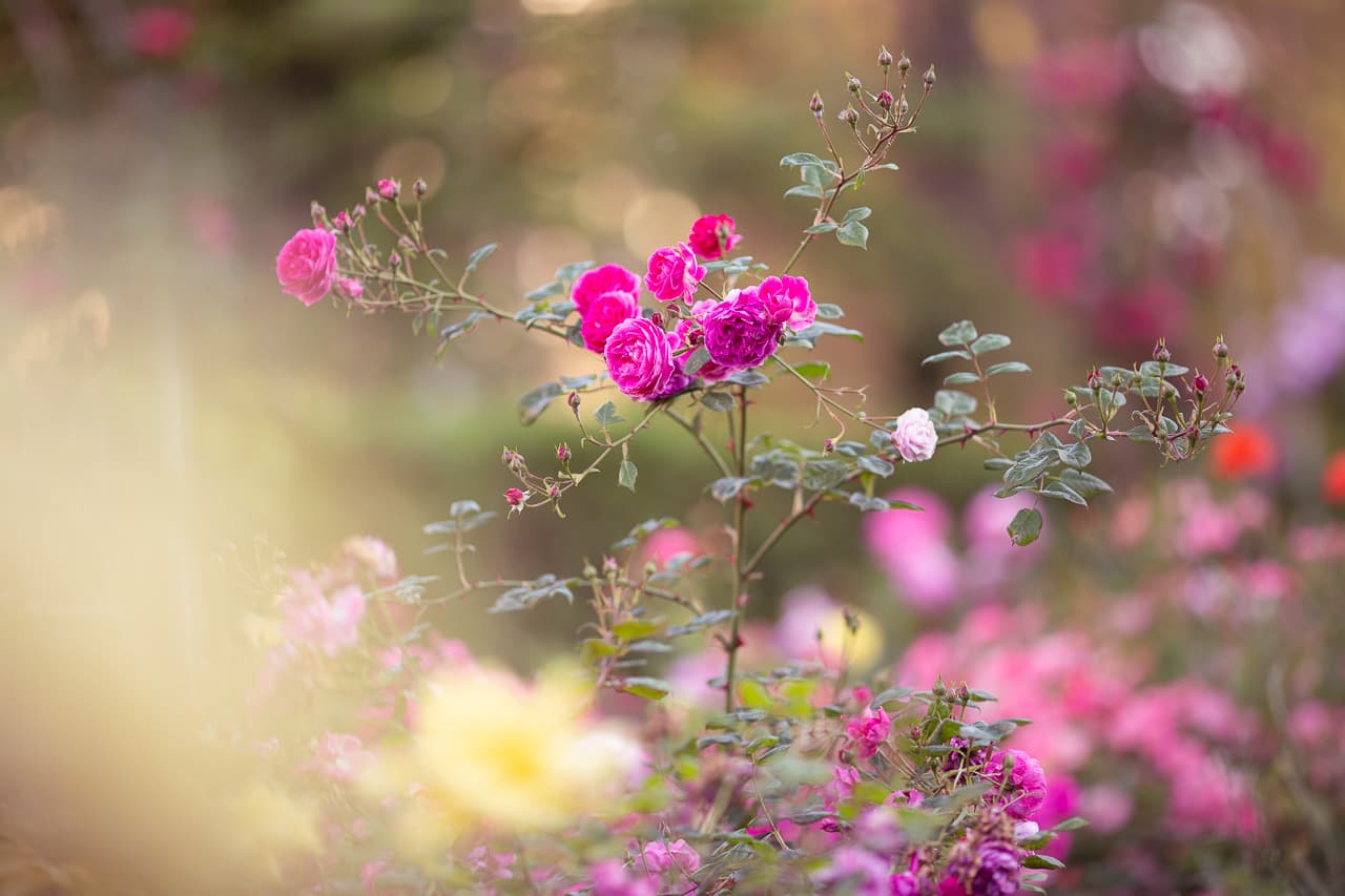 Meseszép virágok nyíltak a dunaszerdahelyi rózsaparkban (Fotók)