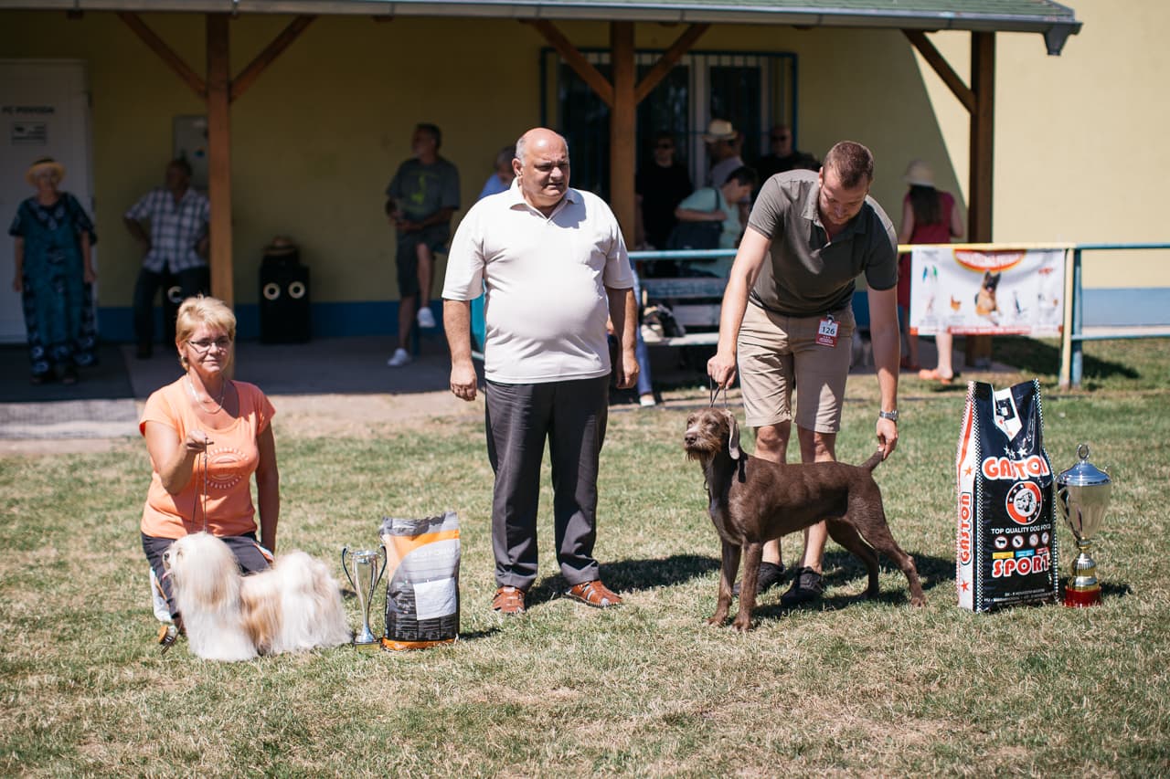 Szlovák drótszőrű vizsla lett a pódatejedi kutyakiállítás győztese - FOTÓK
