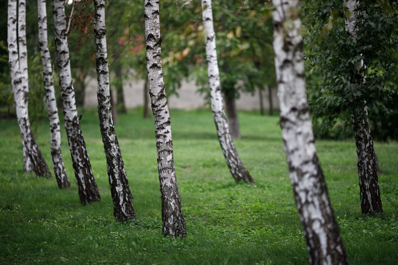 Fák ültetésével életek százait lehetne megmenteni Philadelphiában