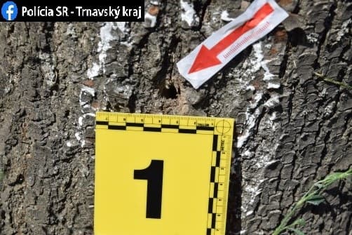 Lyukakat fúrt a fákba és vegyszert öntött beléjük egy elvetemült Dunaszerdahelyen