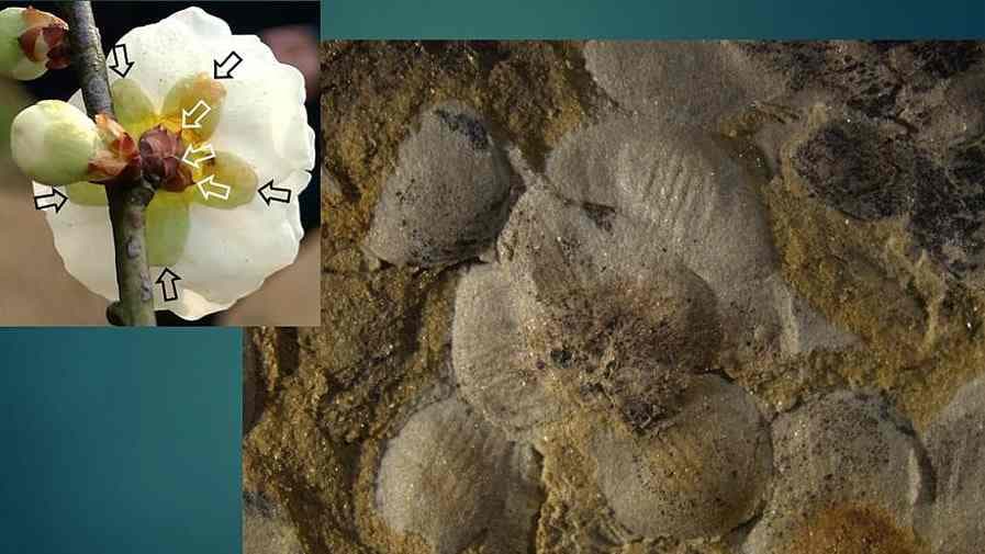 A virágok 50 millió évvel korábbról származhatnak
