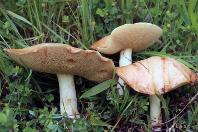 "Aranyozott" gombát találtak a kutatók