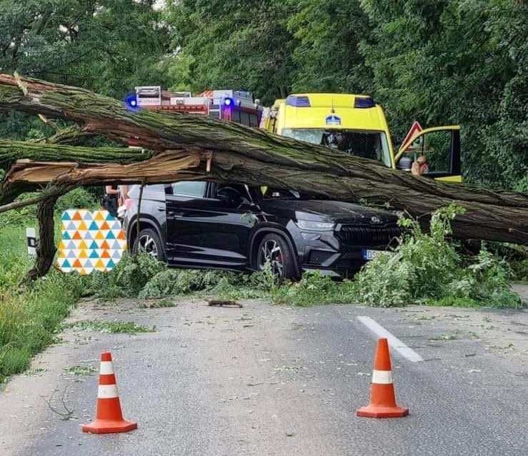 Autóra zuhant egy hatalmas fa Vásárút közelében