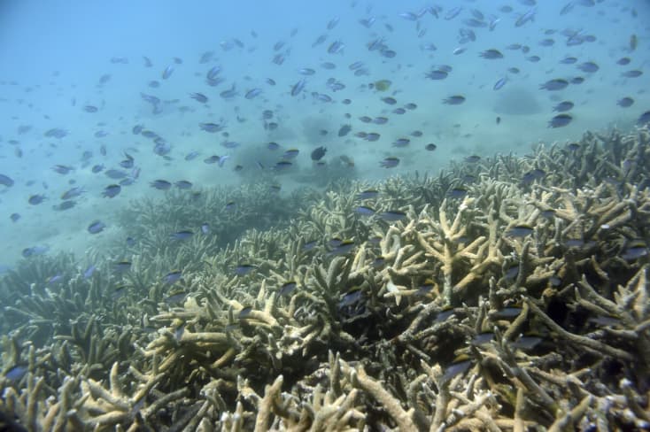 Haldoklik a világ legnagyobb korallzátonya, az egész bolygó bajba kerülhet