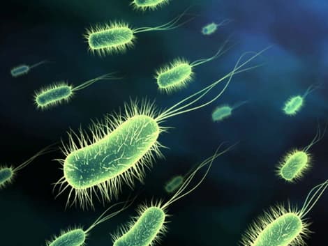Előrejelezhető lesz a baktériumok evolúciója