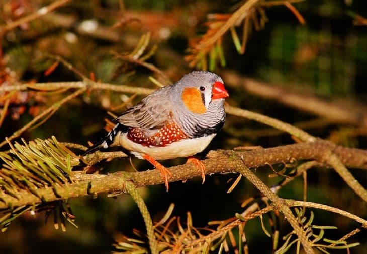 Rosszabbul tanulnak énekelni a zajos utcák mentén élő madárfiókák
