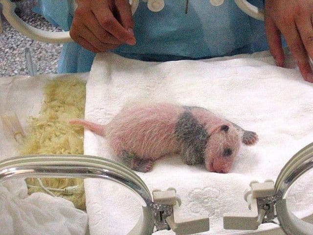 Nőstény a tokiói állatkertben született óriáspanda