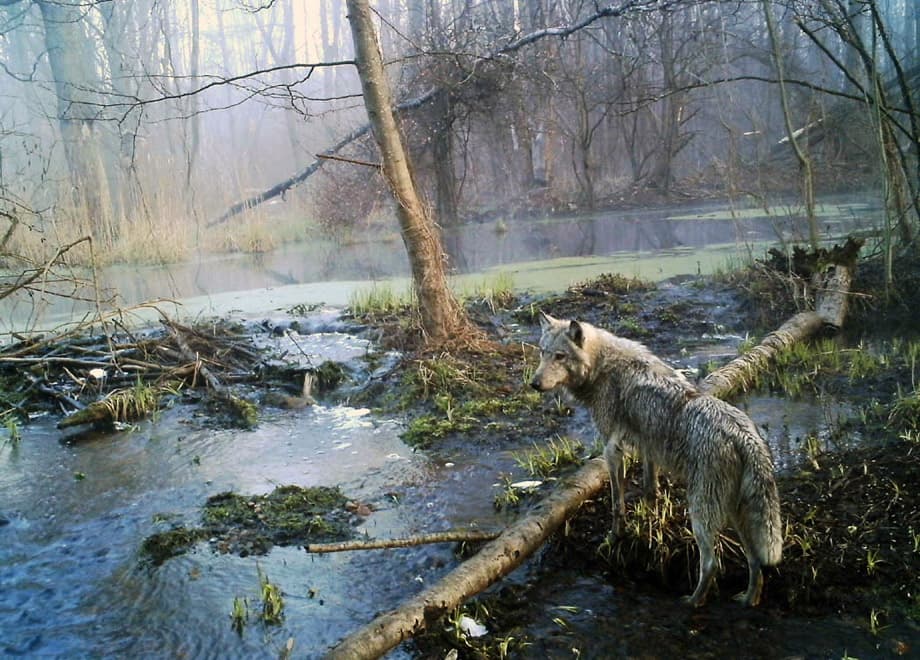 Élet atomkatasztrófa után: szaporodnak a vadon élő emlősök Csernobil körzetében