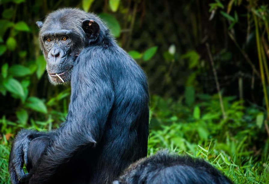 Kihalás fenyegeti az emberszabású majmok nagy részét