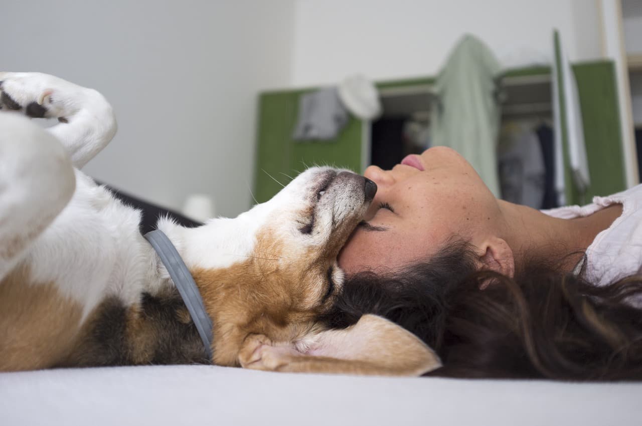 Egy tanulmány szerint többet puszilgatjuk a kutyáinkat, mint a párunkat