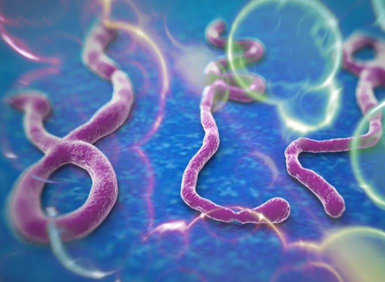 Egy évvel a fertőzés után is terjeszthette az ebolavírust egy nő