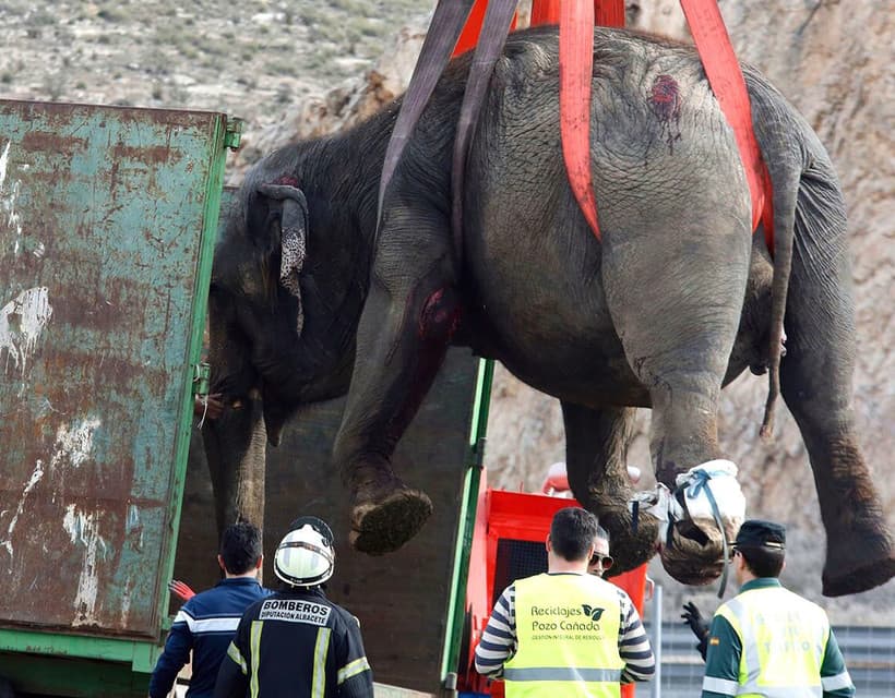 Tizennégyórás mentőakcióval emeltek ki egy elefántot egy kútból