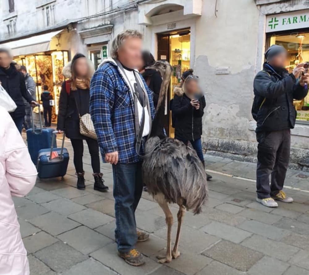 Emuval sétálgatott két turista Velencében, alaposan megbírságolták őket – VIDEÓ