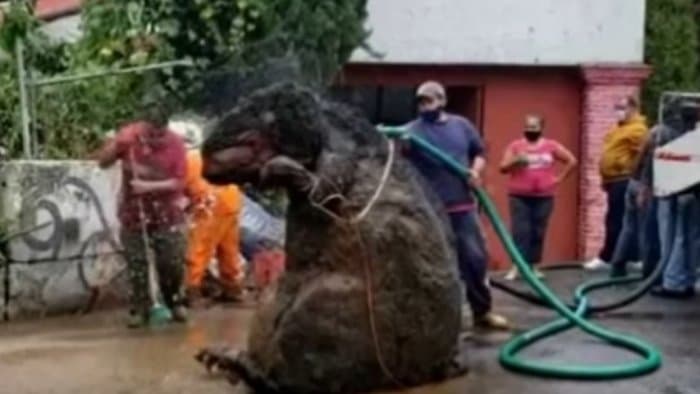 Hatalmas patkányt találtak a munkások a csatorna tisztítása közben (VIDEÓ)