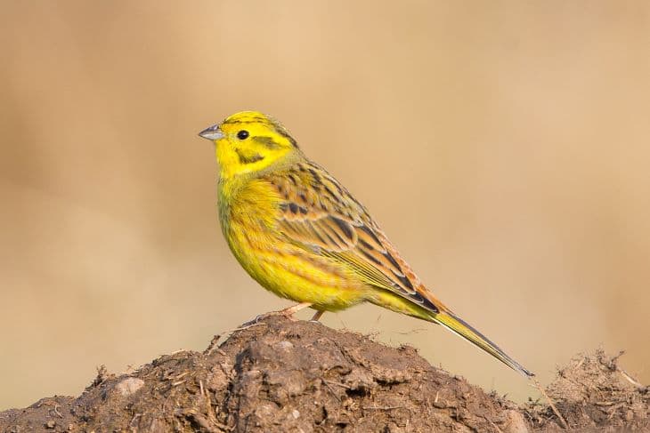A szántóföldi és réti madarak 40 százaléka eltűnt az elmúlt két évtizedben