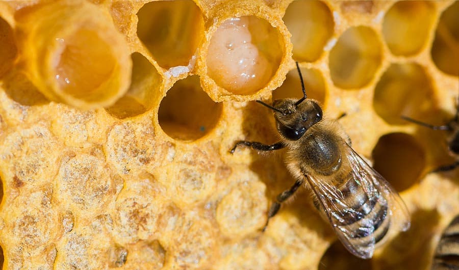 Méhpempő az egészségért