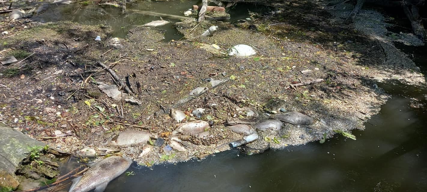 Súlyos halpusztulás a Kis-Dunán, szennyvíztisztítóhoz vezetnek a szálak