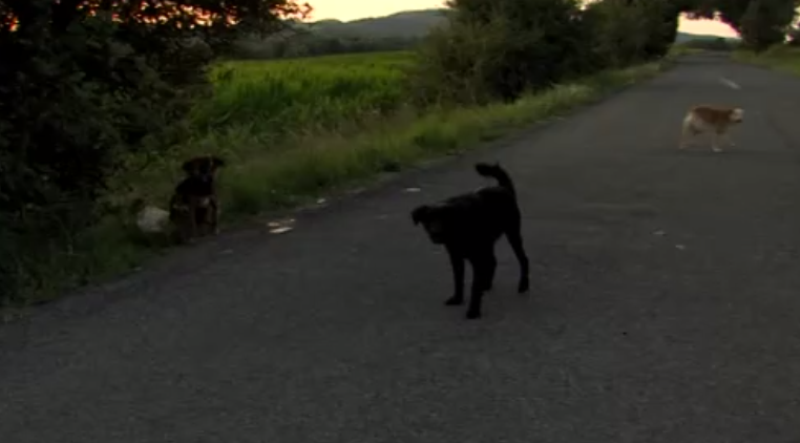 Kiraktak három kutyát az út szélére, a rendőrök alaposan megküzdöttek a befogásukkal