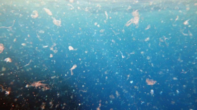 Mikroműanyagokat mutattak ki az Északi-tenger mélyén élő organizmusokban