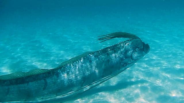Rossz ómennek tartott, ritka mélytengeri teremtményeket fogtak ki az óceánból (FOTÓ)