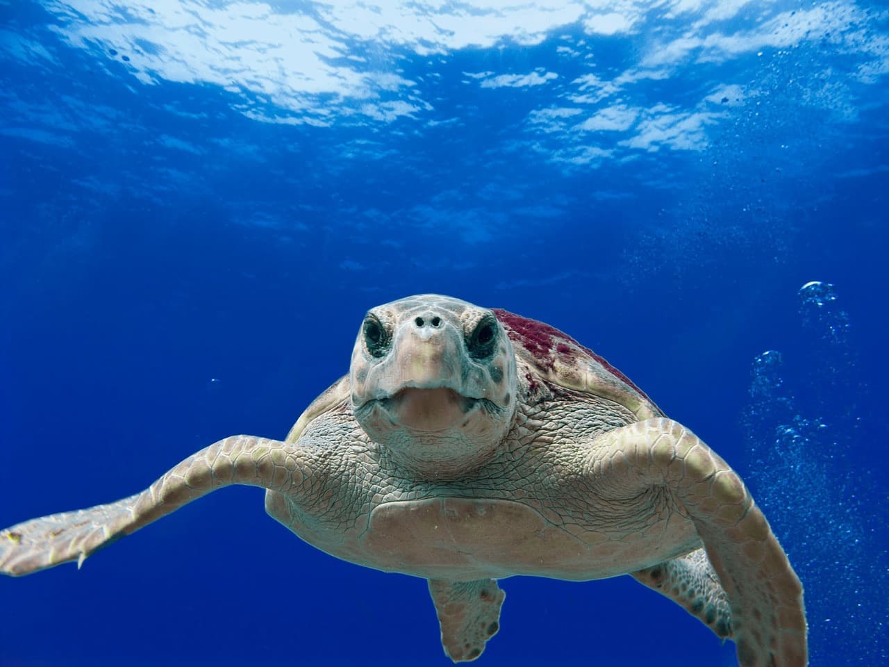 Teknősök segítségével jósolják meg az óceánok hőmérsékletének változását